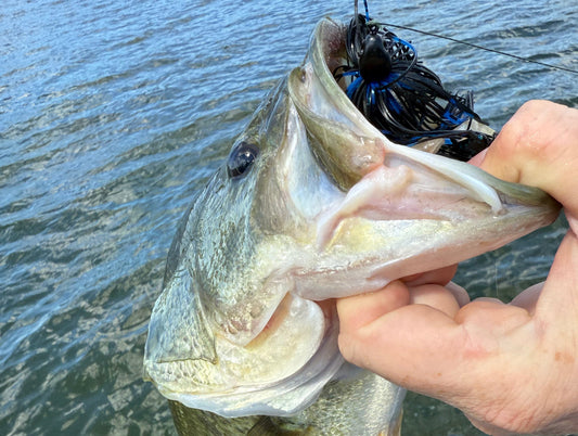 Bait Colors DON'T Matter! Or do they?